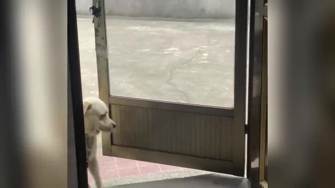 Funniest Cats & Dogs 2025 🤣 Try Not To Laugh Challenge!