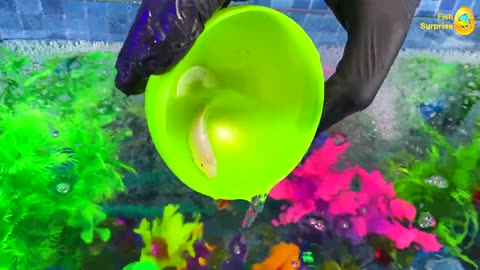 Colorful Surprise Eggs, Lobster, Shark, Hamster, Snake, Koi Fish