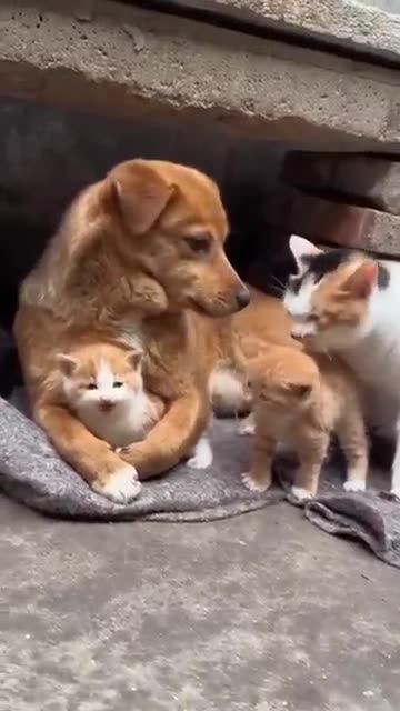 Funny cat and dog