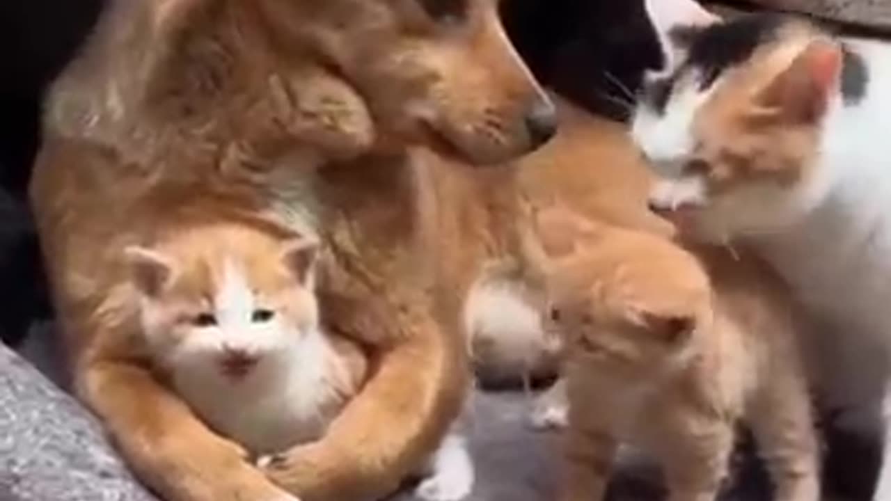 Funny cat and dog