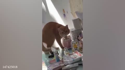 🌟 Watch These Hilarious & Genius Cat Moments! 😹🐾