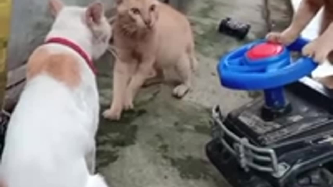 The main thing in a showdown is a spectacular appearance