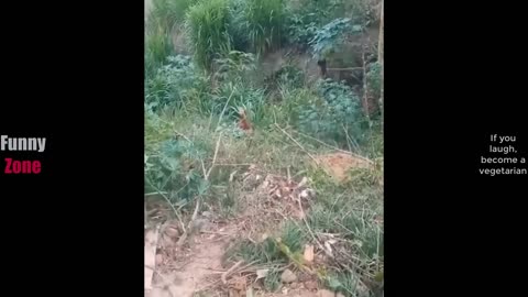 TRY NOT TO LAUGH Best Funny Videos Compilation Memes PART 211