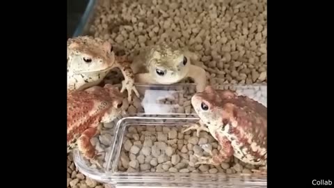 Funniest Animal Videos Ever