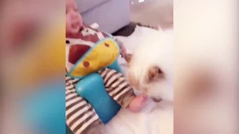 "Funny Cats & Baby Time: Cutest Chaos Ever!"