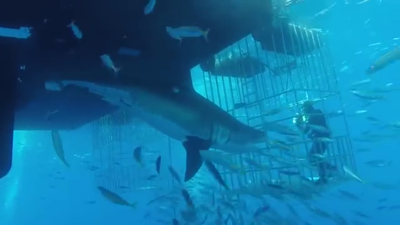 Great White Shark Swims into Cage – Terrifying Moment!