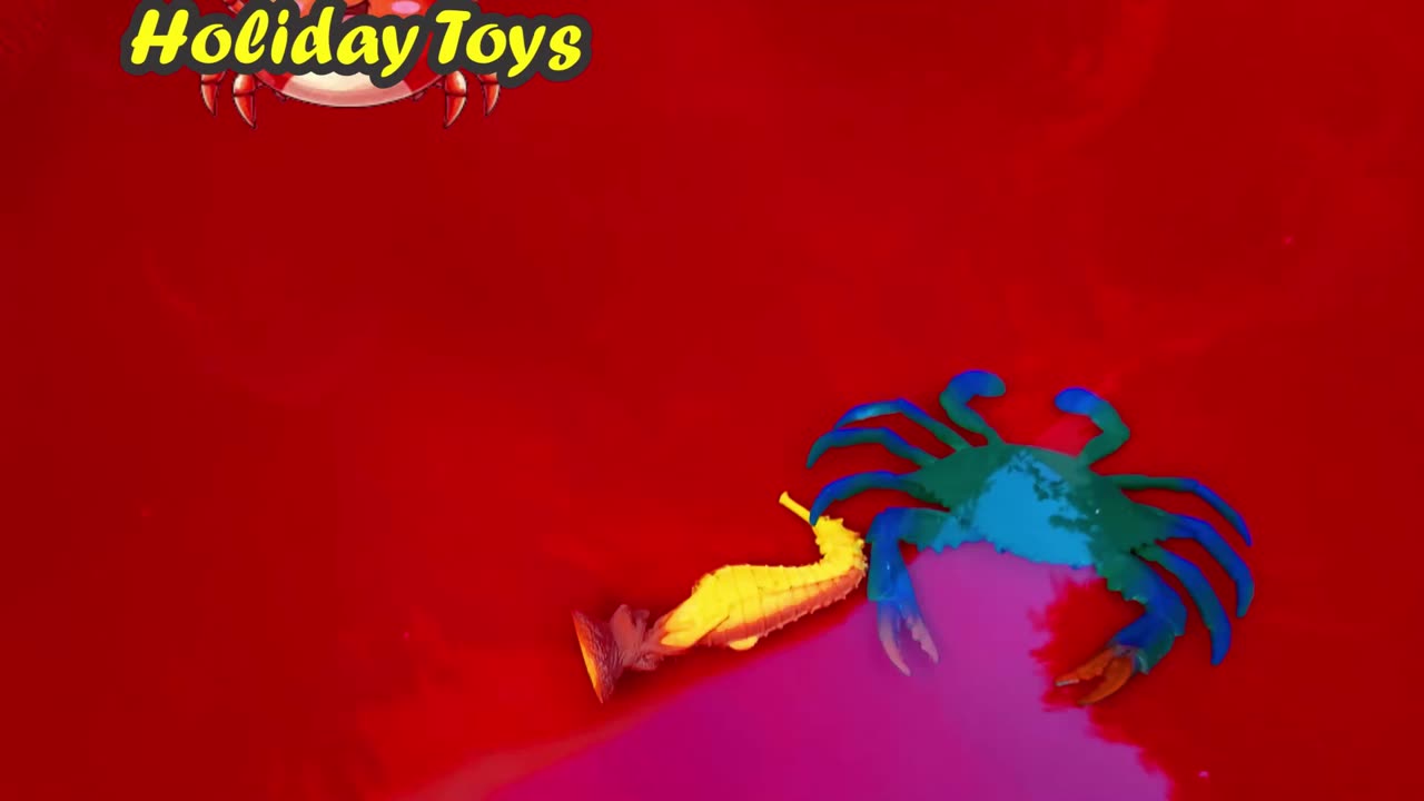 Blue Crab Grabs Meat and Carries to the Nest Hole