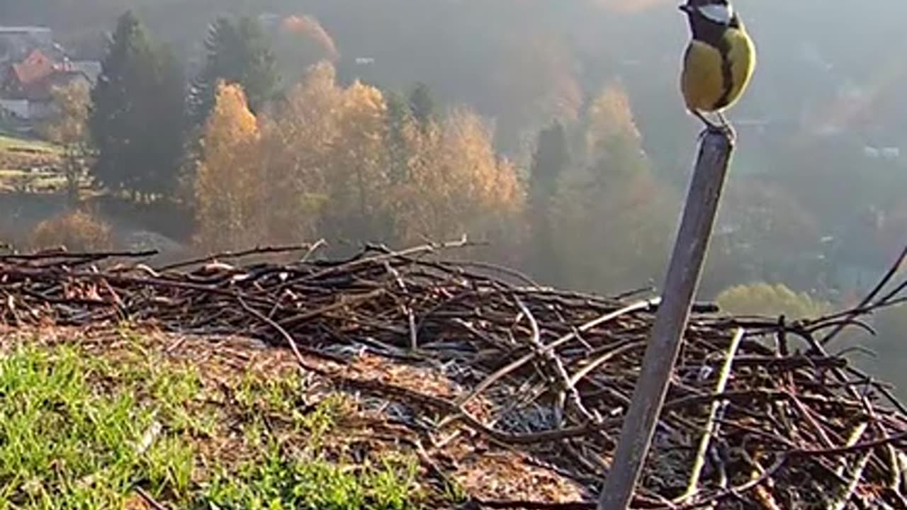 A great tit is exploring a stork's nest, from which it is greeting us 🐦🎶🎶😍😘)