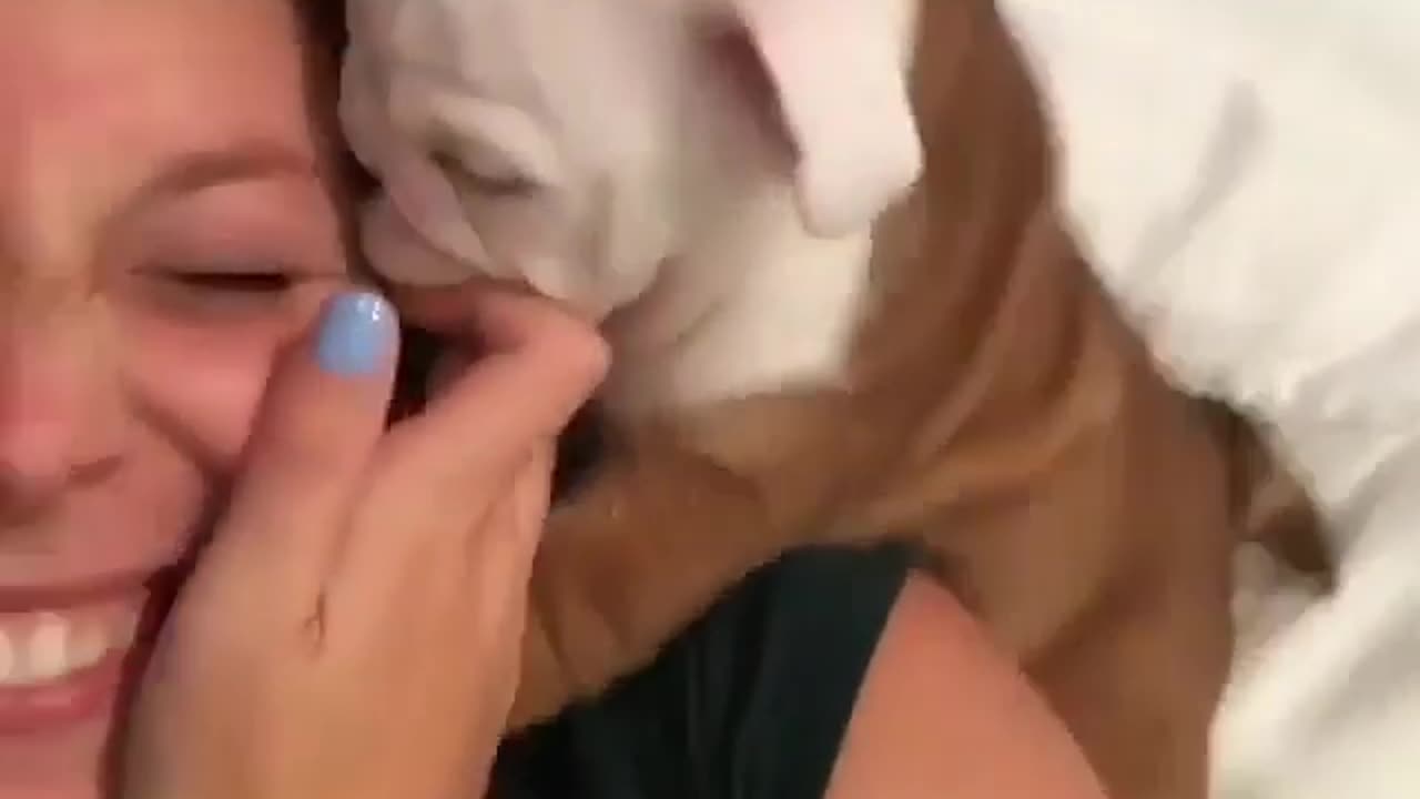 funny animals