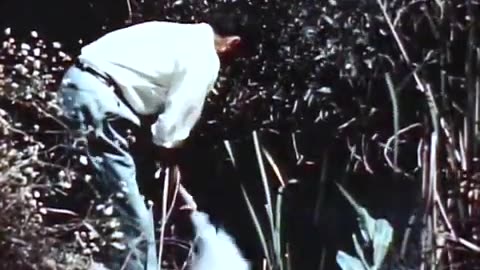 DDT Spraying it everywhere for DECADES YES IT IS HARMFUL