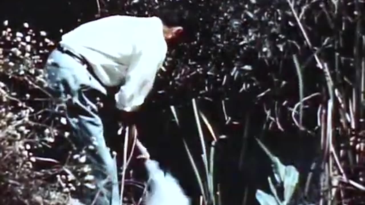 DDT Spraying it everywhere for DECADES YES IT IS HARMFUL