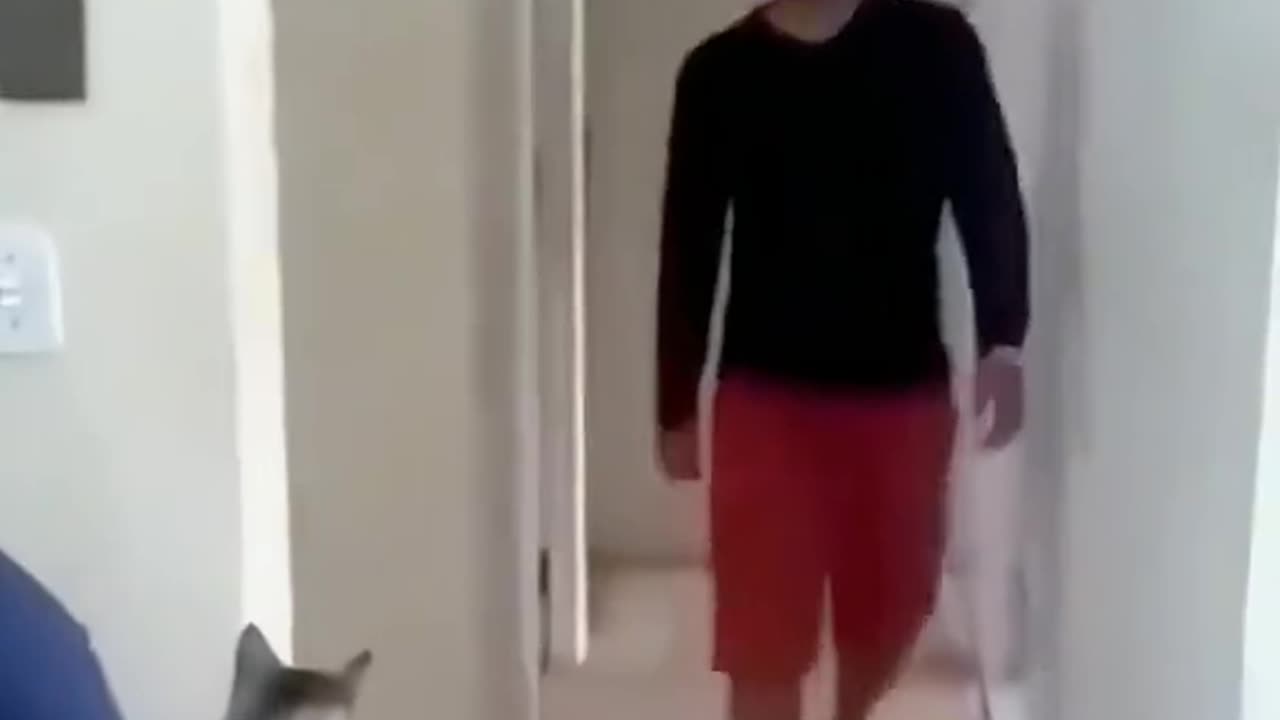 Try Not to Laugh: Funniest Pet Moments Ever!
