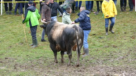 Soko od Omića vs Kukan od Kočića Dar Mar 2025