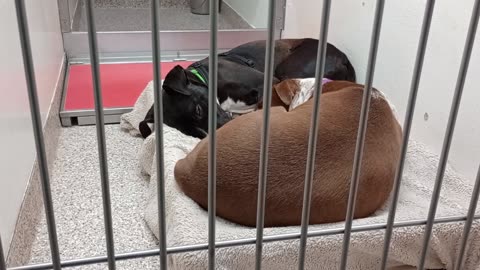 Cecily 6y A868467 Drake 2y A849209 kennel 172 PACC shelter napping, Drake's more nervous20250702_415