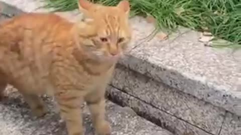 we interrupt this fight for a snack break | funny video | crazy clips