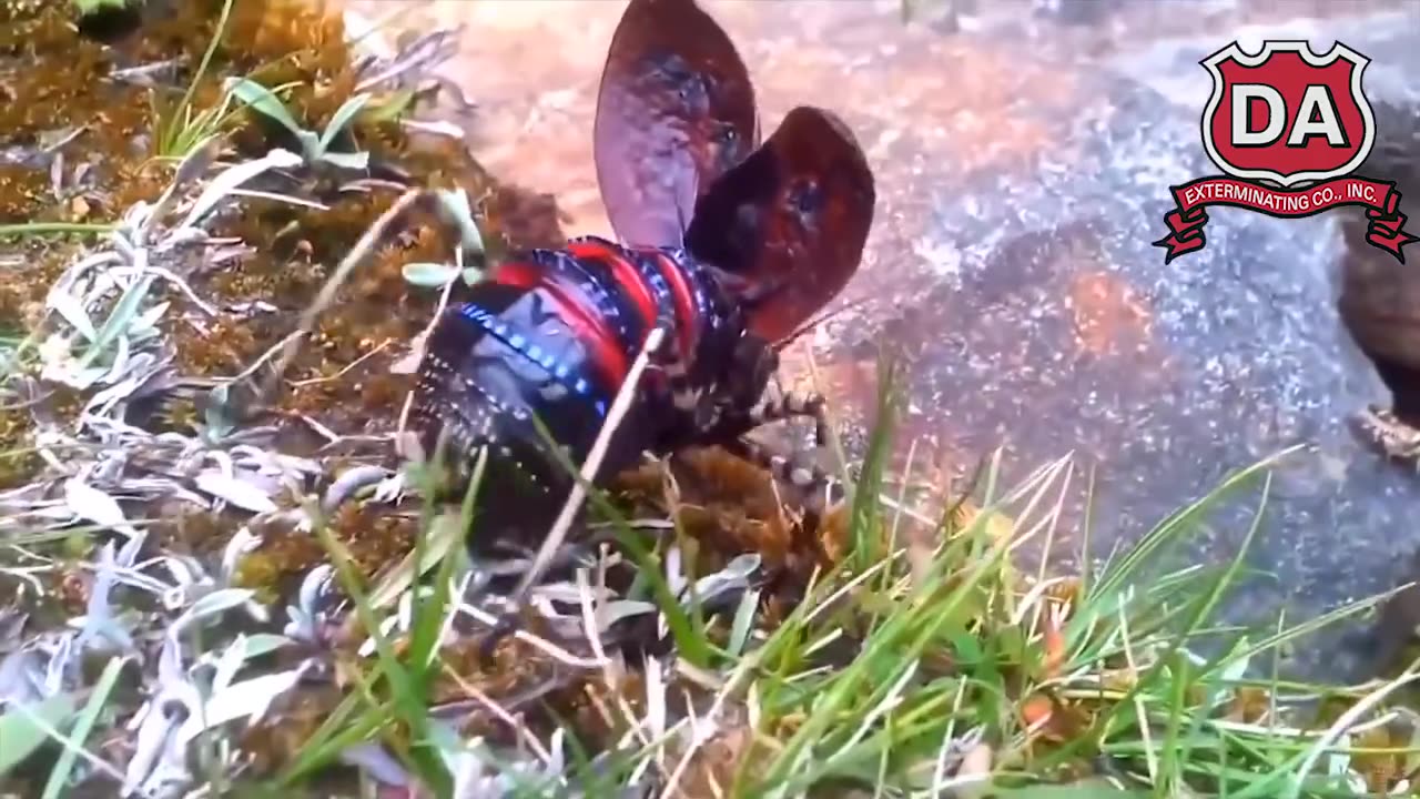 DA Exterminating - Gotta Kill Da Bugs