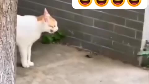 That kind of love ❤️❣️💕🐈
