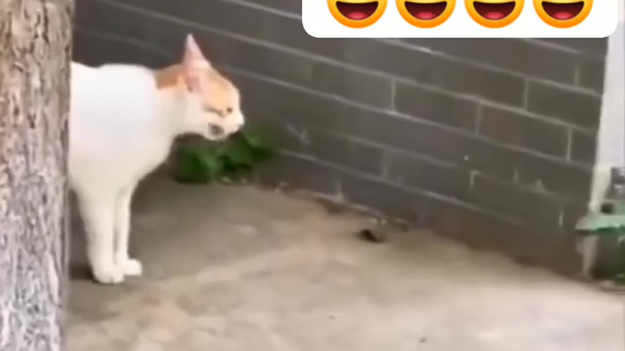 That kind of love ❤️❣️💕🐈