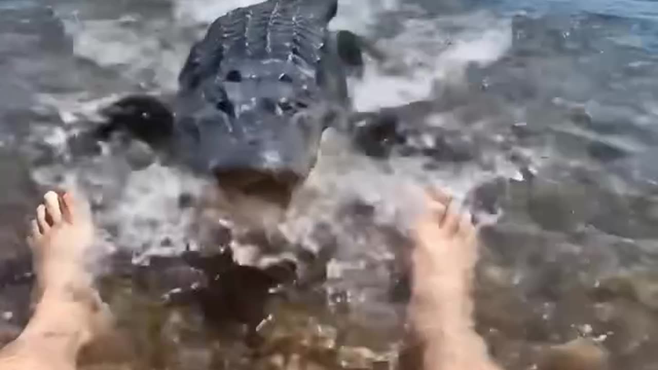 A dangerous crocodile attacks a fisherman.