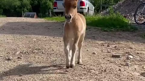 How cute is this pony? 🐴