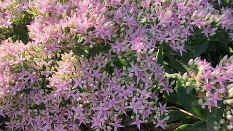 80% in Bloom Sedum