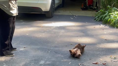 Dachshund Doesn’t Want to Leave His Friend's House