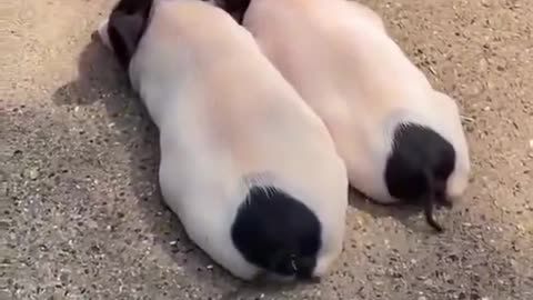 Cute tail 😍😂