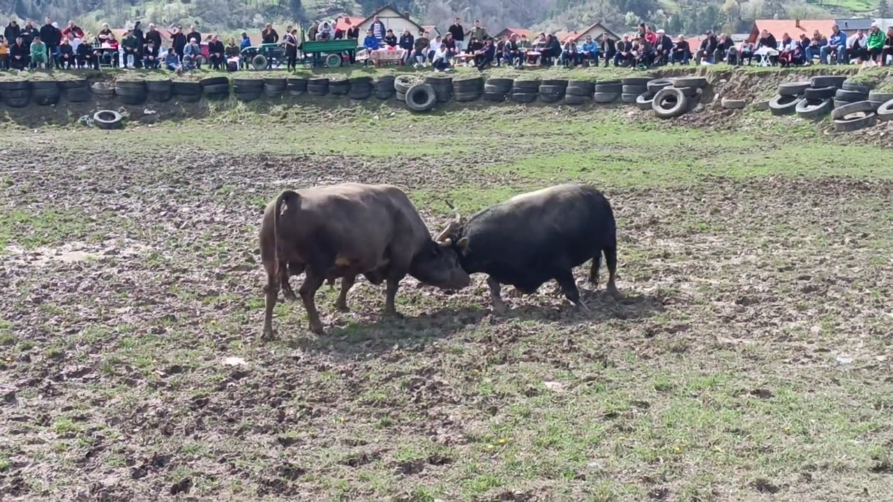 Strujica Rasim Hasić vs Brizan Vedran Davidović