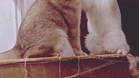 Cats vs Chaos: Try Not to Laugh Challenge