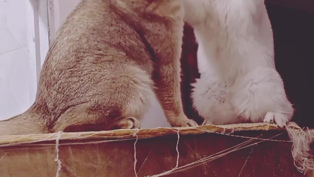 Cats vs Chaos: Try Not to Laugh Challenge