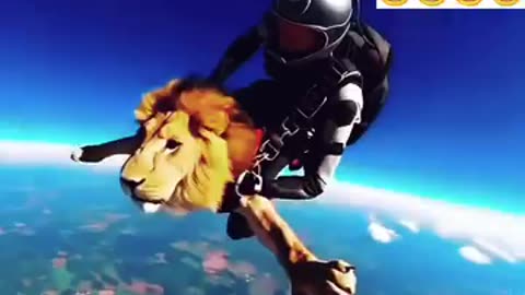 Lion is doing sky diving 🤣
