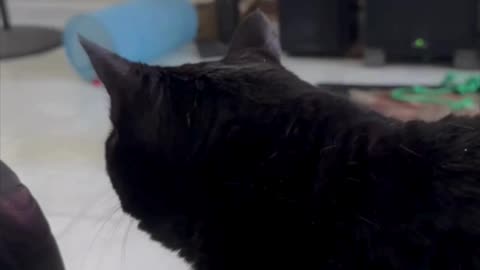 Cute Precious Piper is Wary of Maggie the Dog - My Adopted Shelter Cat Vlog