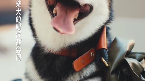 ✨ Relaxing Dog Spa 🐾 | Cutest Pet Moments Ever! 💖