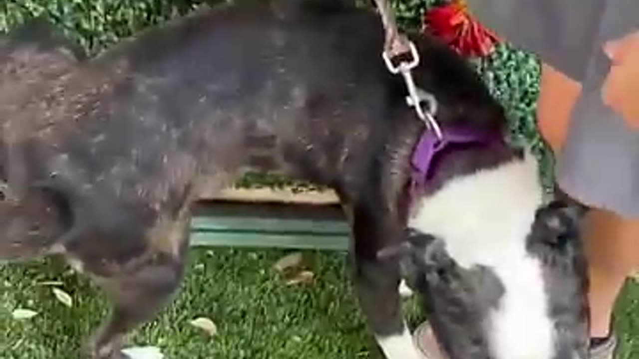 Amazing: rescuing a dog part 1 #rescuedog