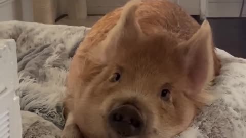 🐷🤣 Funny Pig Sleeping Indoors – The Cutest Houseguest Ever! 🏠💤