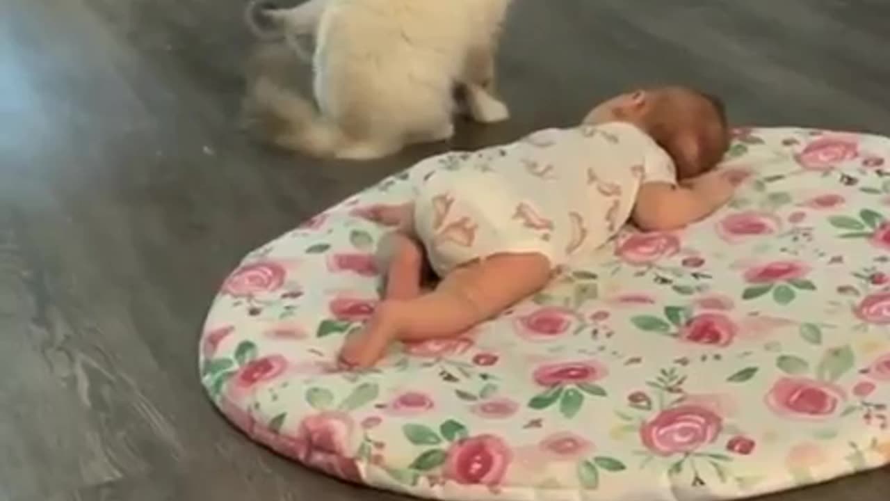 In his tiny feline mind, the question echoes: 'This.... giant cat... where did it come from?