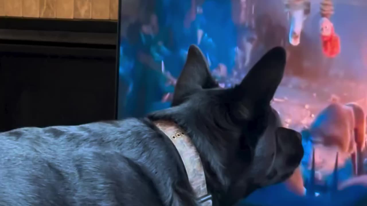 Dog reacts to cartoons on tv 😂
