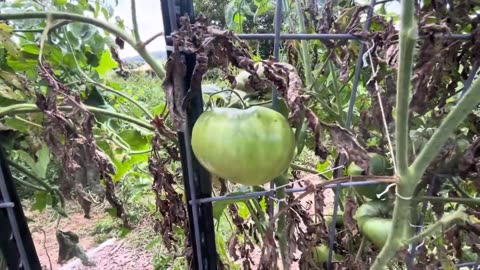 Tomato Garden