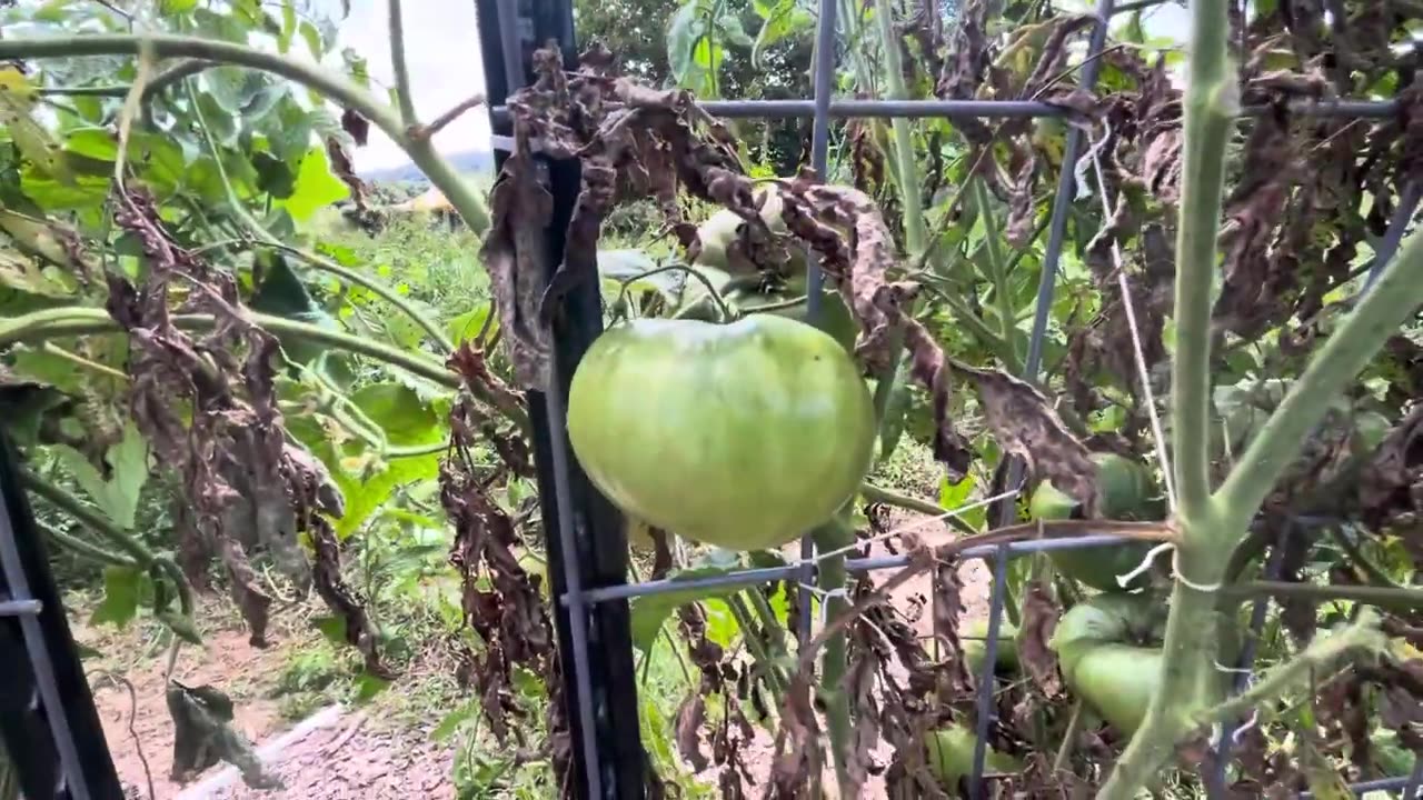 Tomato Garden