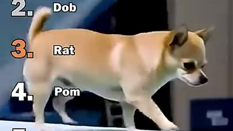 Dog jumping tournament