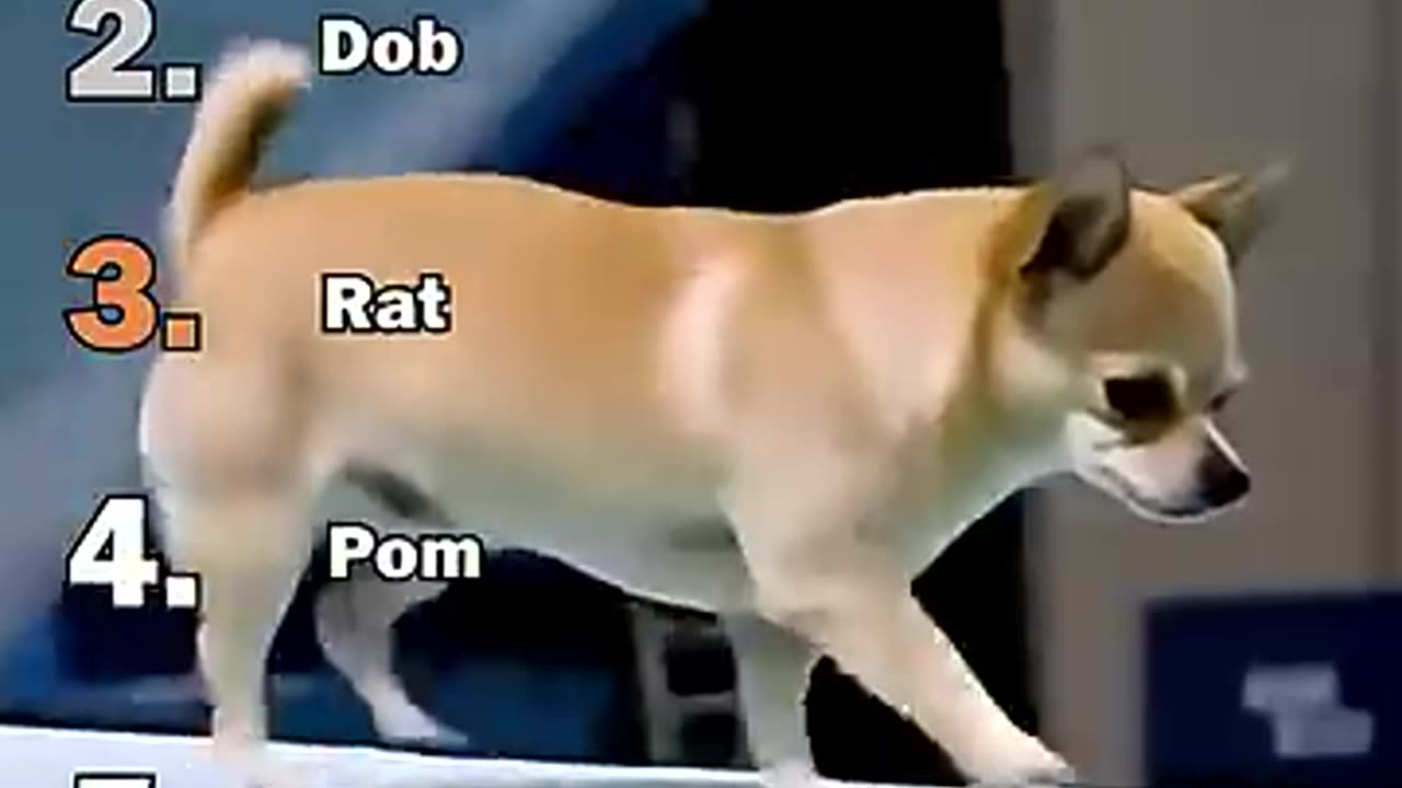 Dog jumping tournament