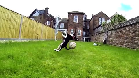 😂🤔 Dogs Failing Hilariously! | FunFM