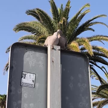 Tropical Pigeon Love Drama You Can’t Miss! #shorts