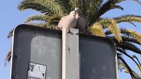 Tropical Pigeon Love Drama You Can’t Miss! #shorts