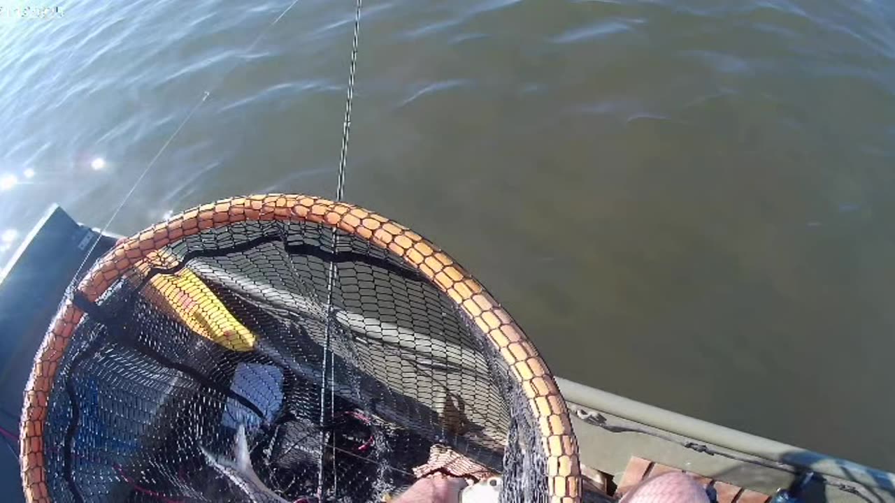 Ladyfish Trout