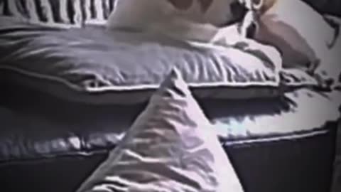 Pets That Will Make You Laugh 😂🐶 #Shorts