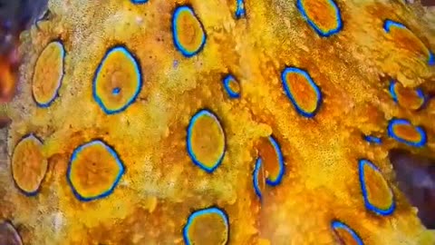 The Blue-ringed Octopus — tiny… yet the silent killer of the sea.🐙|sea animals|Octopus 🦑