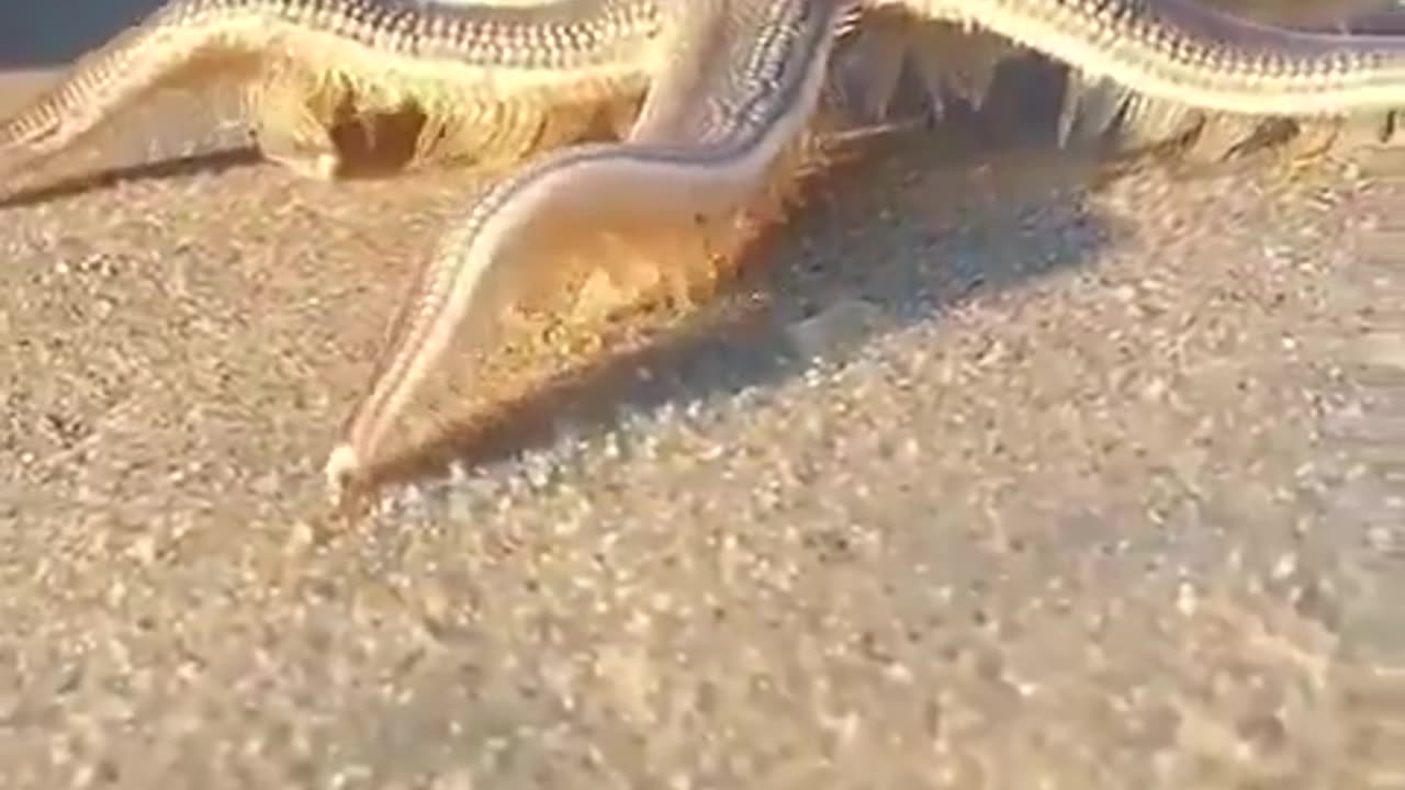 How starfish walk