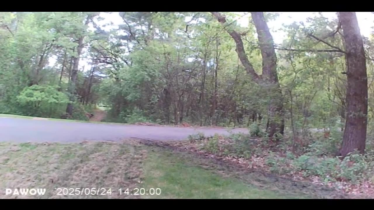 Lawn Fun