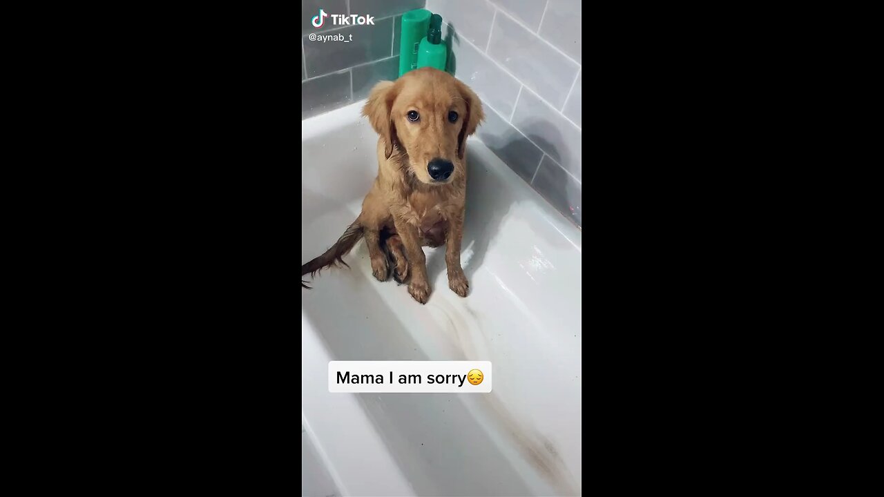 He checked out every paddle in a park 😂